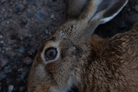 A roadkill - brown wild hare, adult animal. A sad scenery of a killed rabbit on road during summer morning in Latvia, Northern Europe.の写真素材