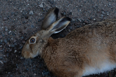 A roadkill - brown wild hare, adult animal. A sad scenery of a killed rabbit on road during summer morning in Latvia, Northern Europe.の写真素材