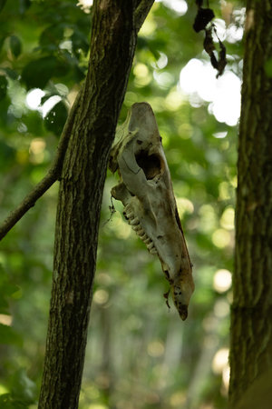 A beautiful forrest scenery with animal skull hangign in the tree. Inbteresting horror scenery in Latvia, Northern Europe.の写真素材