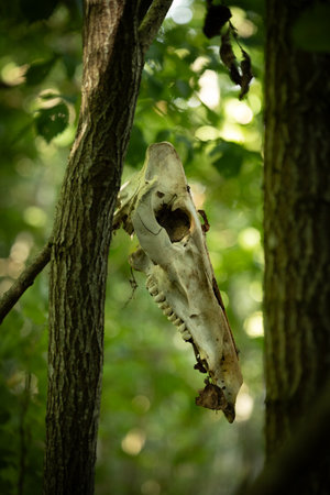 A beautiful forrest scenery with animal skull hangign in the tree. Inbteresting horror scenery in Latvia, Northern Europe.の写真素材