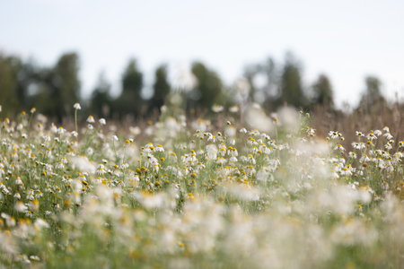 Beautiful wild daisies blooming in the summer meadow. Sunny rural scenery of Latvia, Northern Europe.の写真素材