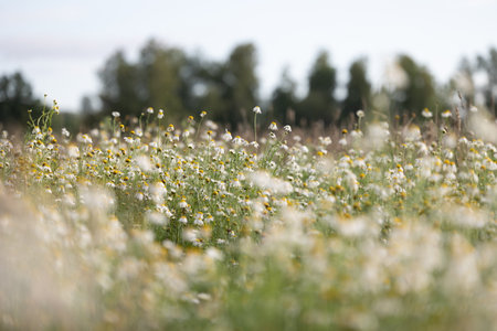 Beautiful wild daisies blooming in the summer meadow. Sunny rural scenery of Latvia, Northern Europe.の写真素材