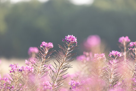 Beautiful pink fireweed meadow in the sunny summer day. Rural scenery of Latvia, Northern Europe.の写真素材
