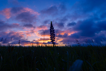 Beautiful blue lupine flower blossoming in the meadow against the sky. Moody summer scenery of Latvia, Northern Europe.の写真素材