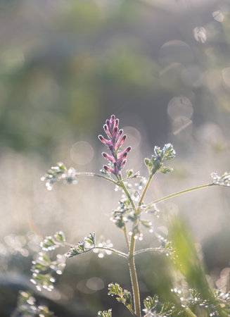 Beautiful pink flowers blooming in the summer meadow. Natural rural scenery of Latvia, Northern Europe.の写真素材