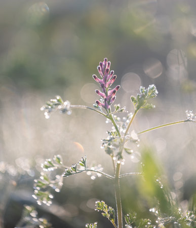 Beautiful pink flowers blooming in the summer meadow. Natural rural scenery of Latvia, Northern Europe.の写真素材