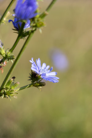 Beautiful purple flowers blooming in summer meadow. Natural rural scenery of Latvia, Northern Europe.の写真素材