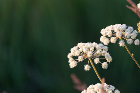 Beautiful Queen Anne's lace flowers in summer meadow. Sunny rural scenery of Latvia, Northern Europe.の写真素材