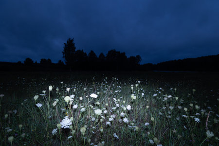 White Queen Anne's lace flowers blooming during summer twilight. Moody scenery of rural meadow in Latvia, Northern Europe.の写真素材