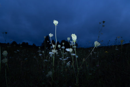 White Queen Anne's lace flowers blooming during summer twilight. Moody scenery of rural meadow in Latvia, Northern Europe.の写真素材