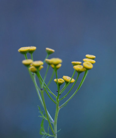 Beautiful yellow tansy blooming in the summer meadow. Natural summertime scenery of rural Latvia, Northern Europe.の写真素材