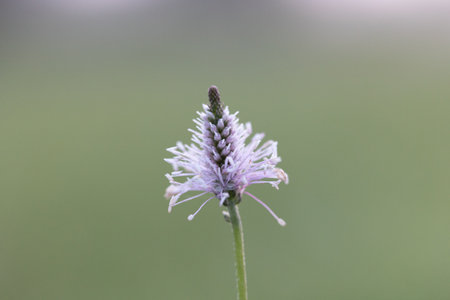 Beautiful white flowers blooming in the sunny summer meadow. Natural rural scenery of Latvia, Northern Europe.の写真素材