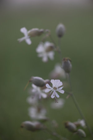 Beautiful white flowers blooming in the sunny summer meadow. Natural rural scenery of Latvia, Northern Europe.の写真素材