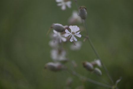 Beautiful white flowers blooming in the sunny summer meadow. Natural rural scenery of Latvia, Northern Europe.の写真素材