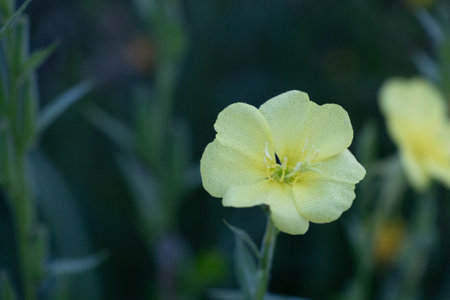 Beautiful yellow flowers blooming in the summer meadow. Natural rural scenery of Latvia, Northern Europe.の写真素材