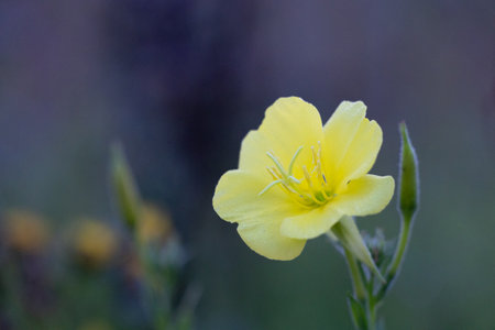 Beautiful yellow flowers blooming in the summer meadow. Natural rural scenery of Latvia, Northern Europe.の写真素材