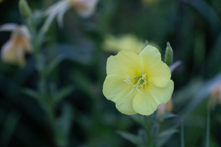 Beautiful yellow flowers blooming in the summer meadow. Natural rural scenery of Latvia, Northern Europe.の写真素材