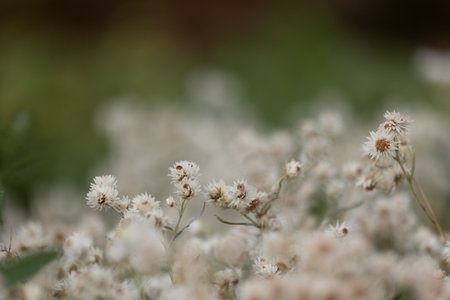 White, delicate flowers blooming in the autumn garden. Parkland scenery in Dusseldorf, Germany.の写真素材
