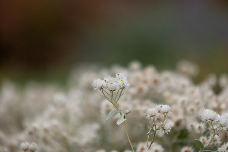 White, delicate flowers blooming in the autumn garden. Parkland scenery in Dusseldorf, Germany.の写真素材