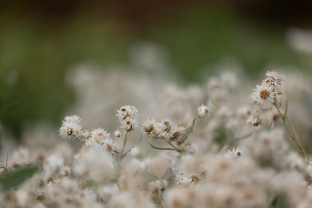 White, delicate flowers blooming in the autumn garden. Parkland scenery in Dusseldorf, Germany.の写真素材