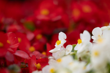 Beautiful white flowers blooming in the autumn garden. Park in Dusseldorf, Germany.の写真素材