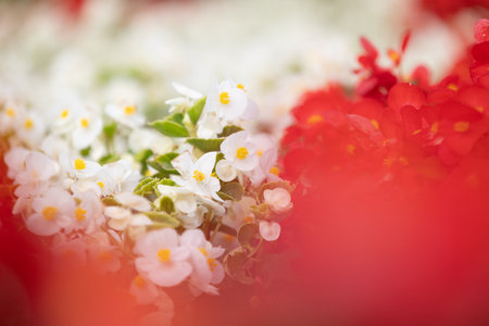 Beautiful white flowers blooming in the autumn garden. Park in Dusseldorf, Germany.の写真素材