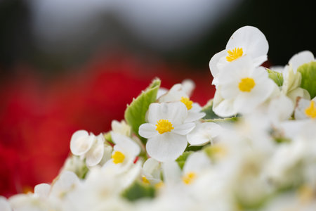Beautiful white flowers blooming in the autumn garden. Park in Dusseldorf, Germany.の写真素材