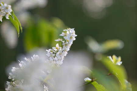 Beautiful white bird cherry tree blossoms in the spring forest. Sunny woodland scenery of native...