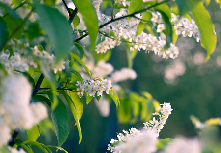 Beautiful white bird cherry tree blossoms in the spring forest. Sunny woodland scenery of native plants in Latvia, Northern Europe.の写真素材