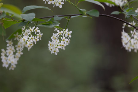 Beautiful white bird cherry tree blossoms in the spring forest. Sunny woodland scenery of native...