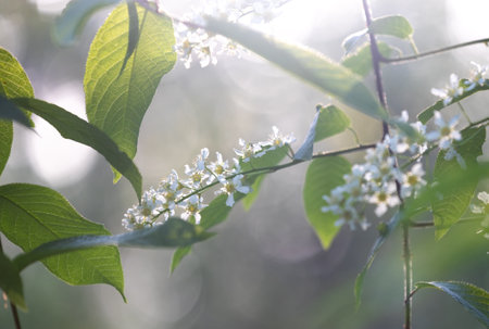 Beautiful white bird cherry tree blossoms in the spring forest. Sunny woodland scenery of native...