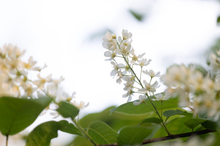 Beautiful white bird cherry tree blossoms in the spring forest. Sunny woodland scenery of native plants in Latvia, Northern Europe.の写真素材
