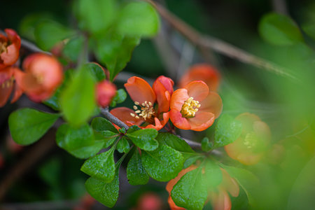 Beautiful orange flowers of cydonia bush in spring. Natural scenery of garden in Latvia, Northern Europe.の写真素材
