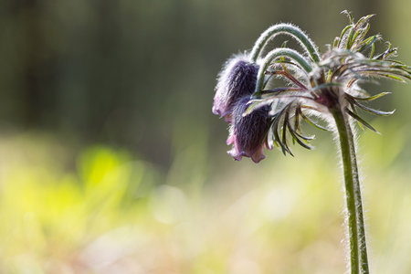Beautiful anemone pratensis blooming on the spring forest floor. Natural scenery with flowers in...