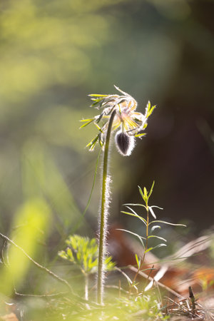 Beautiful fluffy anemone pratensis bud growing in the springtime woodland. Natural scenery of...
