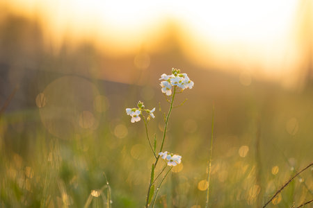 Beautiful, white, delicate flowers blooming during springtime. Natural scenery of Latvia, Northern...