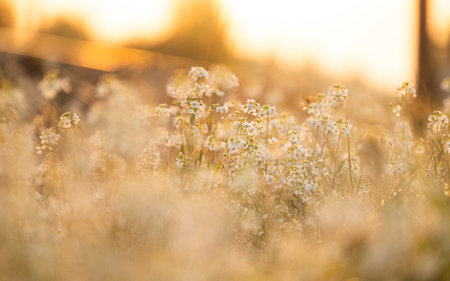Beautiful, white, delicate flowers blooming during springtime. Natural scenery of Latvia, Northern...