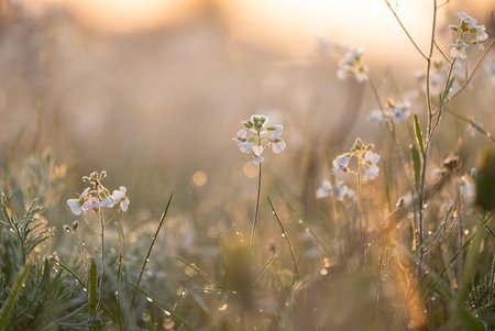 Beautiful, white, delicate flowers blooming during springtime. Natural scenery of Latvia, Northern...