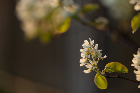 A beautiful bush blooming with white flowers in springtime forest. Natural woodlands scenery of...