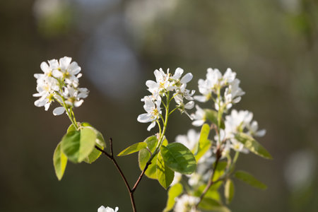 A beautiful bush blooming with white flowers in springtime forest. Natural woodlands scenery of Latvia, Northern Europe.の写真素材
