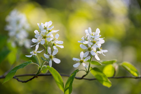 A beautiful bush blooming with white flowers in springtime forest. Natural woodlands scenery of Latvia, Northern Europe.の写真素材
