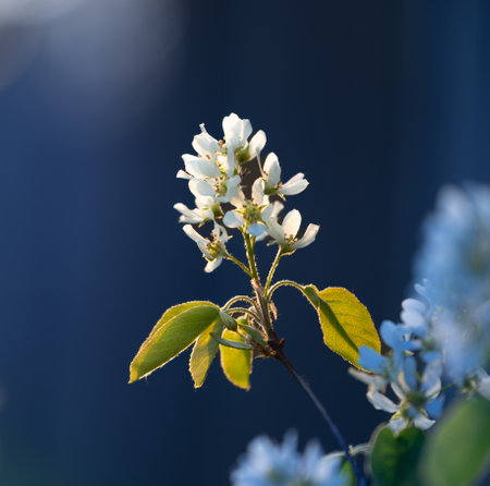 A beautiful bush blooming with white flowers in springtime forest. Natural woodlands scenery of Latvia, Northern Europe.の写真素材