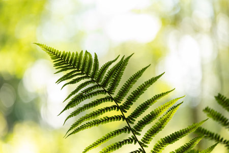 Beautiful green fern leaver in the summer forest. Natural scenery of Latvia woodlands, Northern...
