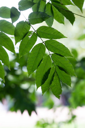 Beautiful bright green leaves of the common ash tree. Fraxinus excelsior growing in the park.の写真素材