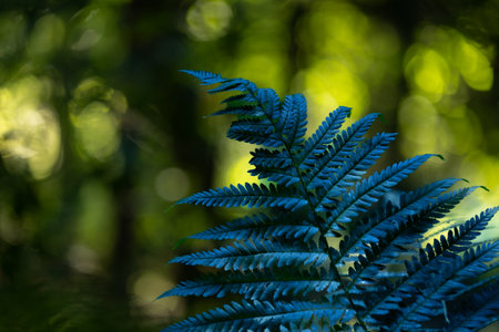 Beautiful green fern leaver in the summer forest. Natural scenery of Latvia woodlands, Northern...