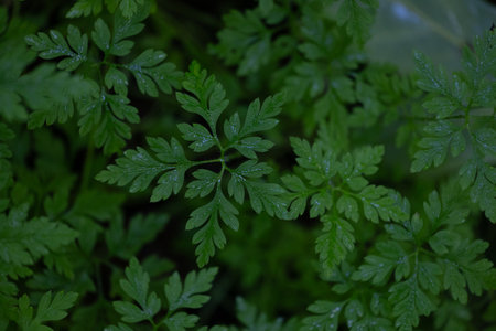 Beautiful fresh, green leaves during summertime. Natural rural scenry in Latvia, Northern Europe.の写真素材