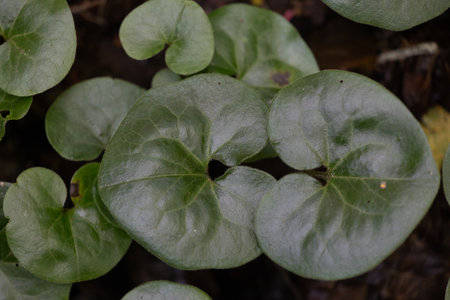 Beautiful fresh, green leaves during summertime. Natural rural scenry in Latvia, Northern Europe.の写真素材