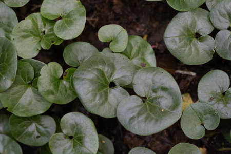Beautiful fresh, green leaves during summertime. Natural rural scenry in Latvia, Northern Europe.の写真素材