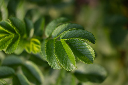 A beautiful, fresh green leaves of a wild rose bush. Natural summer woodland scenery of Latvia, Northern Europe.の写真素材