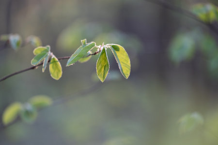 Beautiful, fresh bird cherry bush leaves sprouting during springtime. Natural spring scenery of...